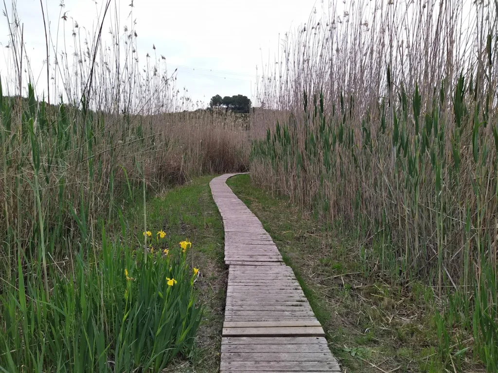 río Salinar en oliva